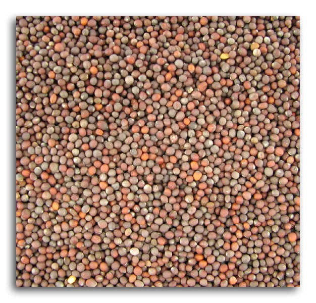 Broccoli Seeds